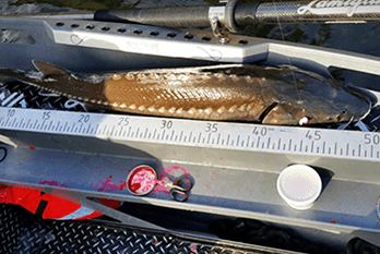 used pavati boats for sale